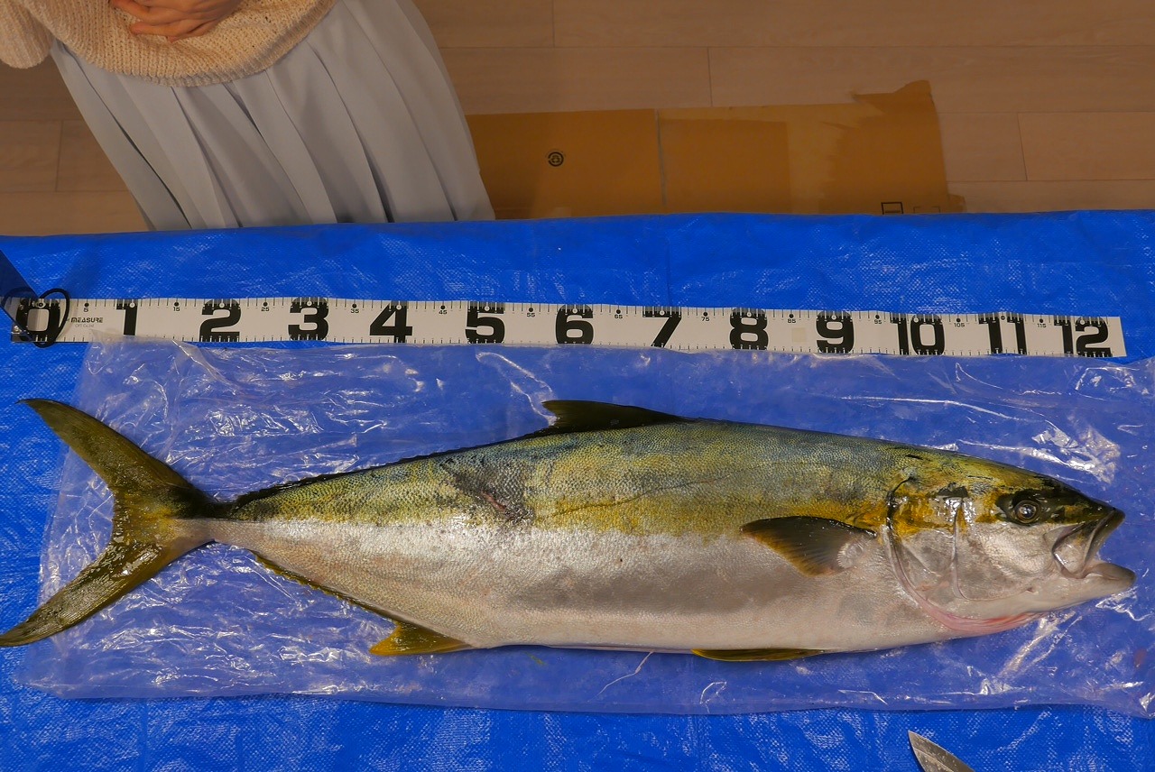 初めてロングフィンを購入される方へ   マレス３点セット   魚突き 素潜り用 - 2